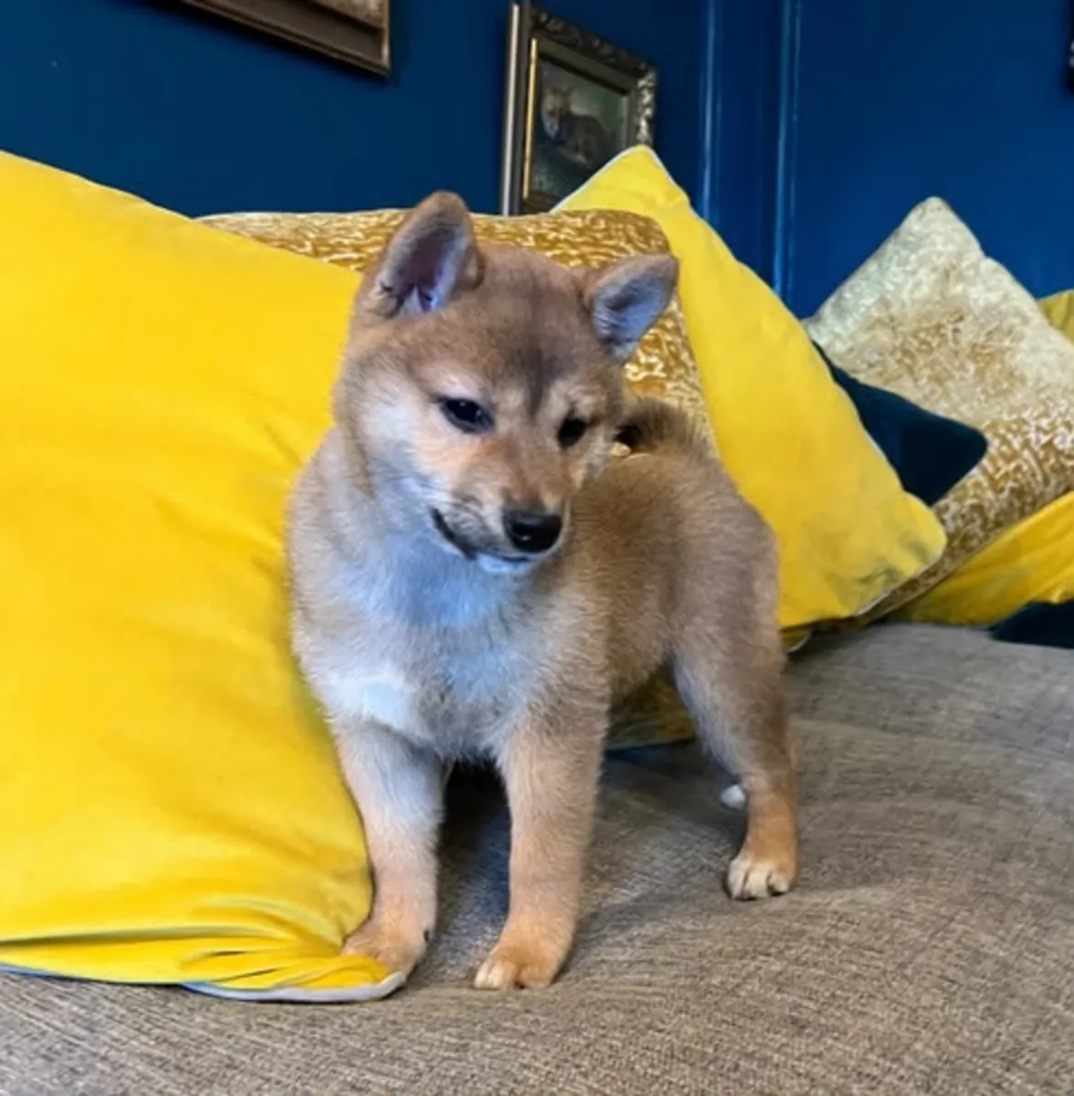 日本柴犬幼犬