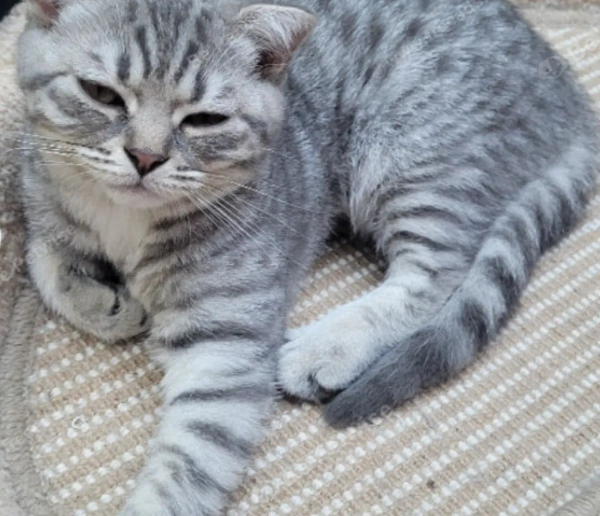 SCOTTISH FOLD KITTENS 