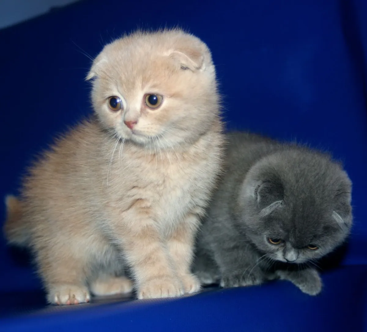 SCOTTISH FOLD KITTENS 