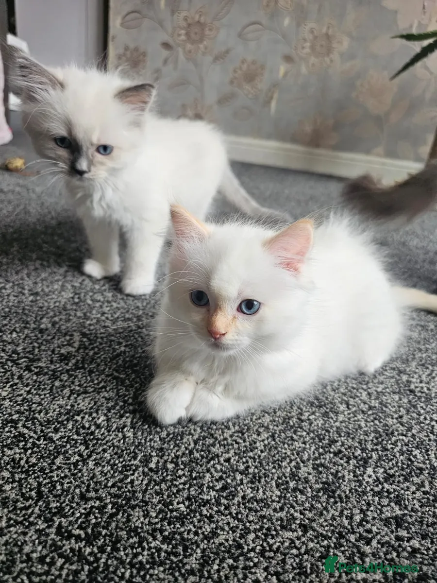 布偶猫小猫待领养