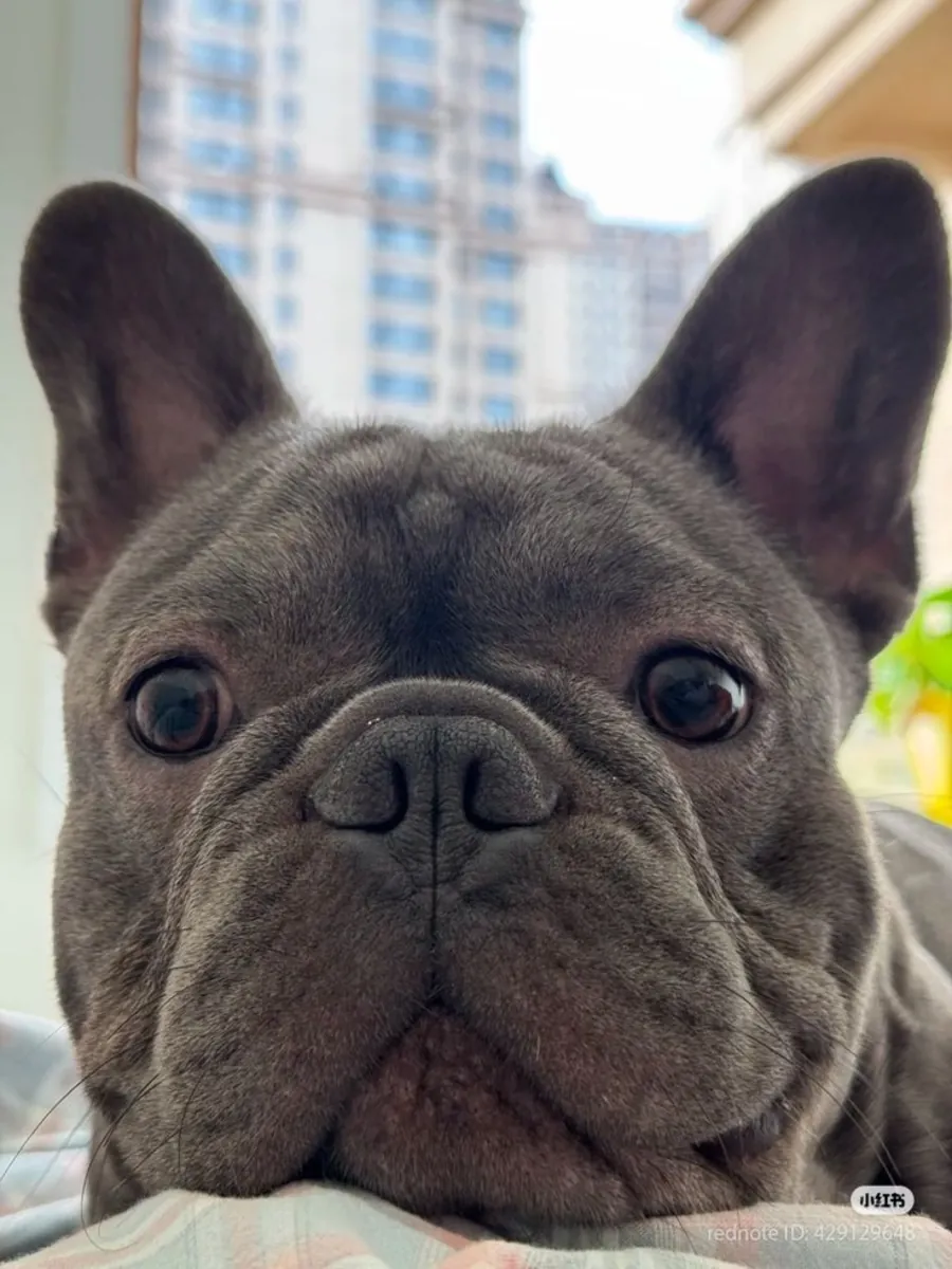 Ev ortamında büyümüş, karakteri oturmuş French Bulldog erkek