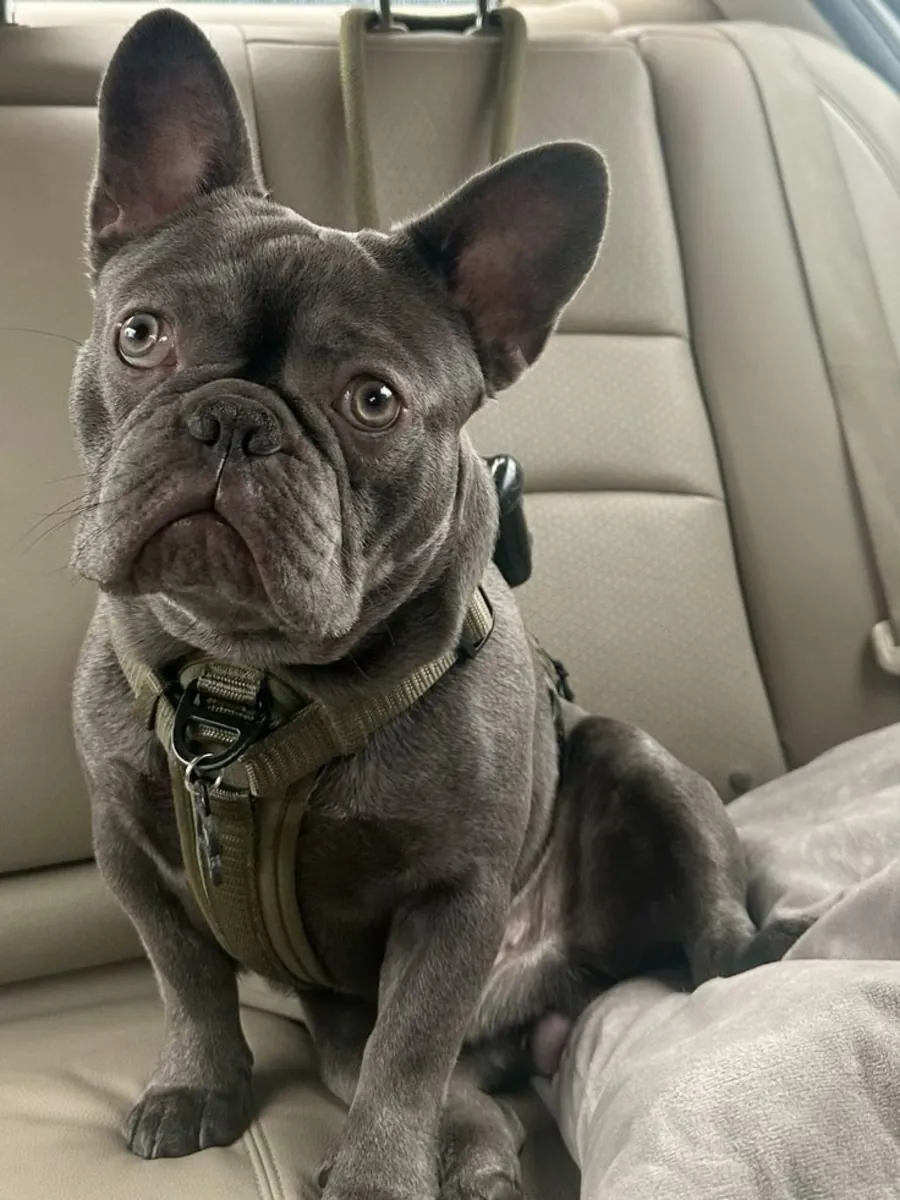 Ev ortamında büyümüş, karakteri oturmuş French Bulldog erkek
