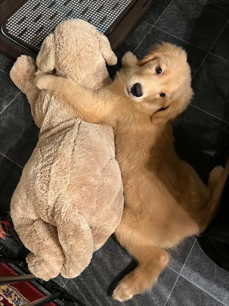 Aile ortamında büyüyen, uyumlu Golden Retriever dişi