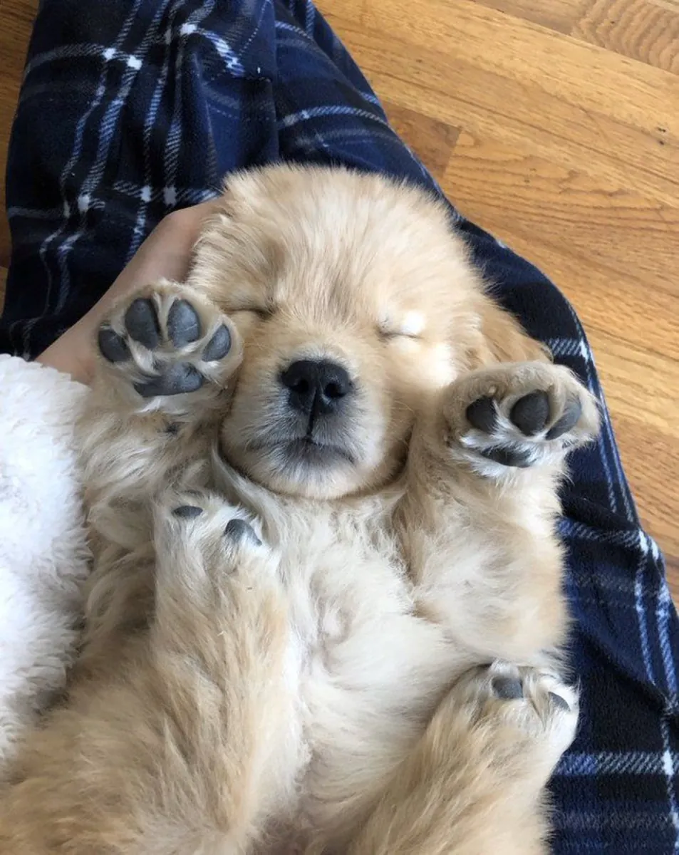 Aile ortamında büyüyen, uyumlu Golden Retriever dişi