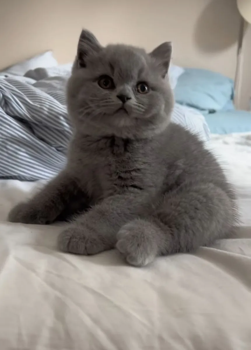 Ev ortamında büyümüş, sakin karakterli British Shorthair erkek