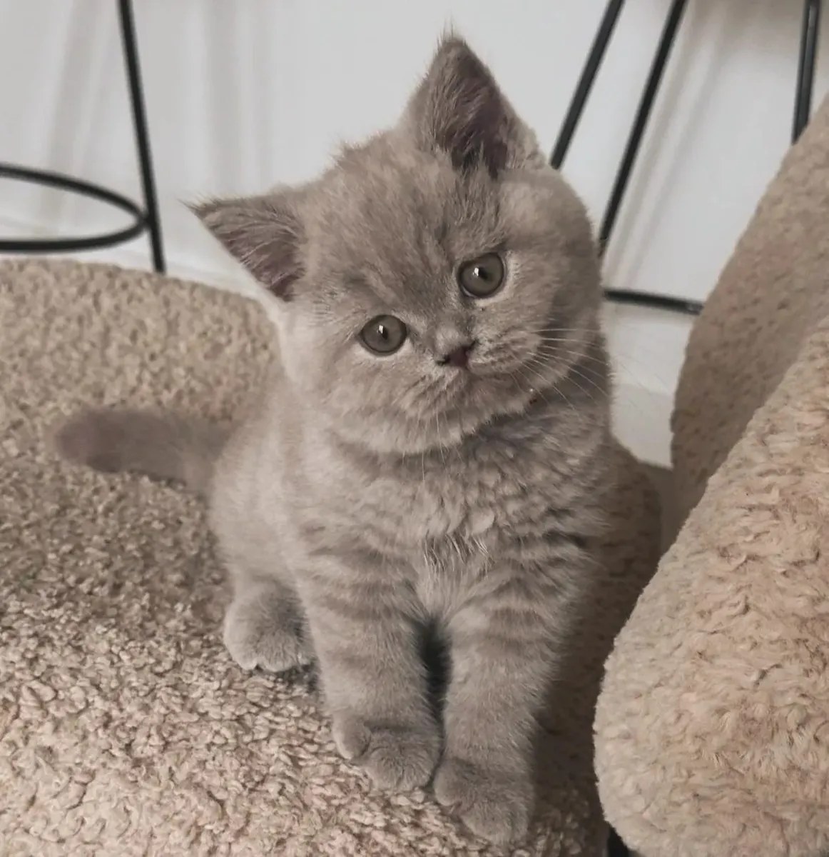 Ev ortamında büyümüş, sakin karakterli British Shorthair erkek
