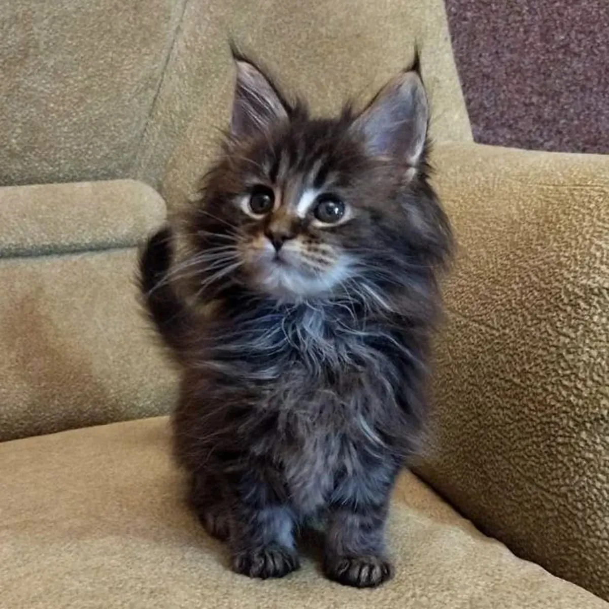 Geniş aile ortamında büyüyen Maine Coon dişi