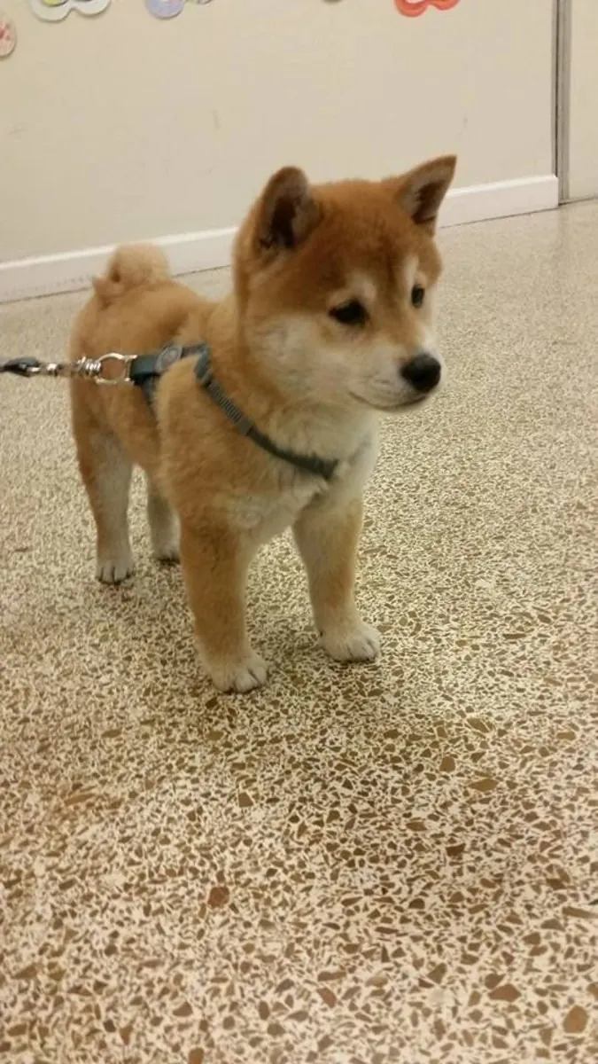Well-balanced Shiba Inu male raised in a structured home