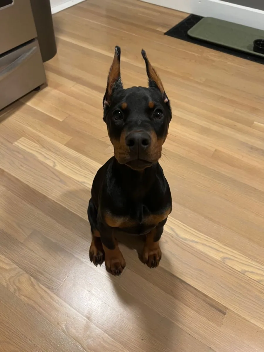 Doberman female with calm temperament and strong obedience foundation