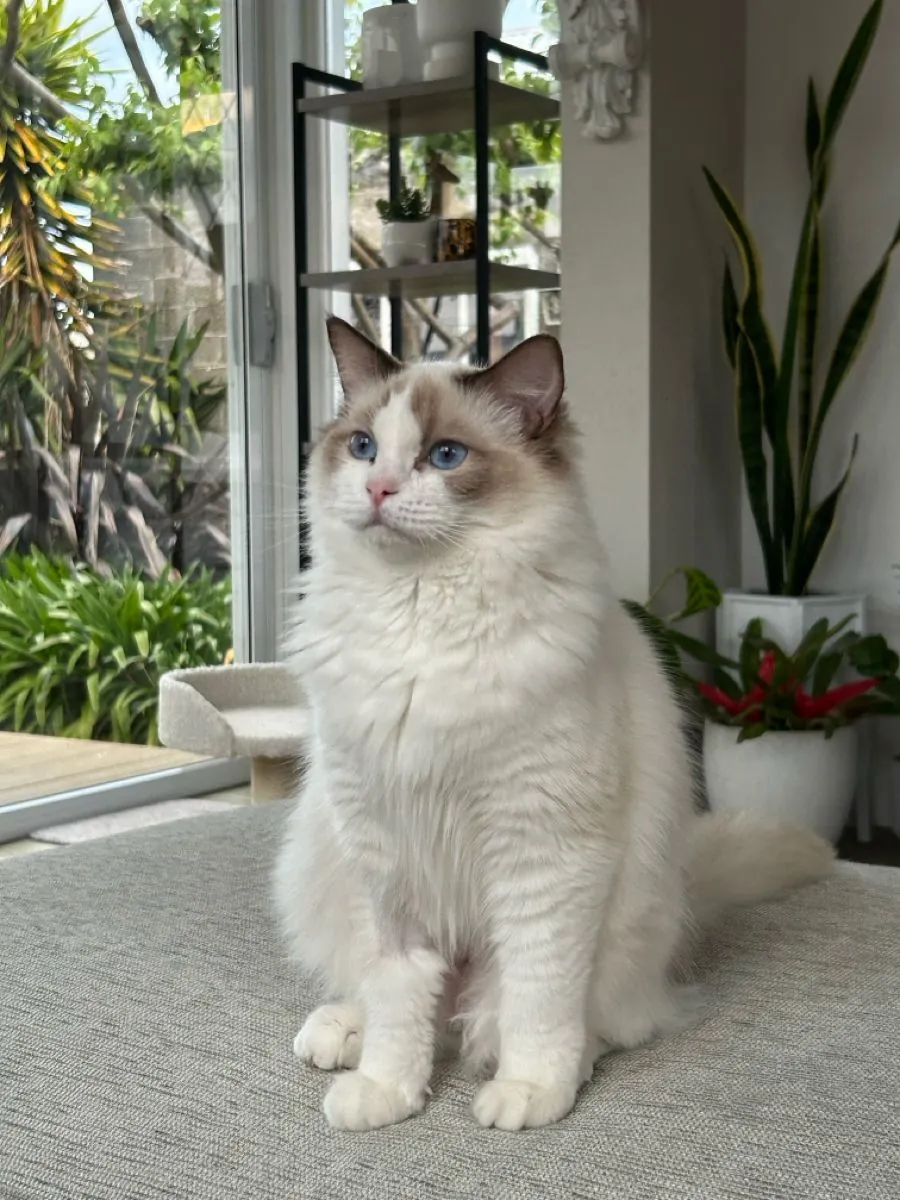 布偶猫幼崽，雄性，室内饲养，受到温柔对待。