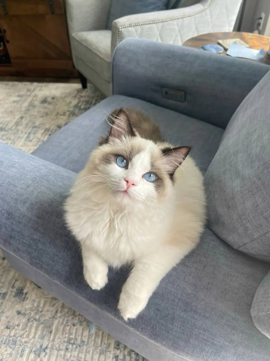 布偶猫幼崽，雄性，室内饲养，受到温柔对待。