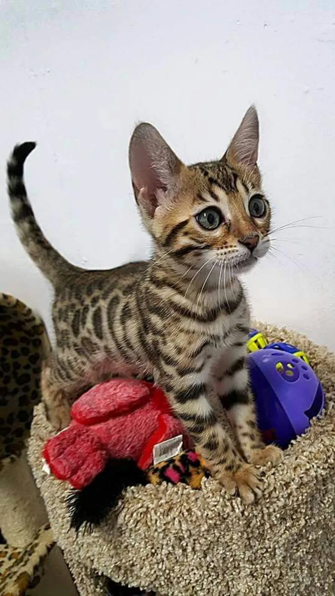 精力充沛的孟加拉雌性小猫，具有很强的社交适应能力