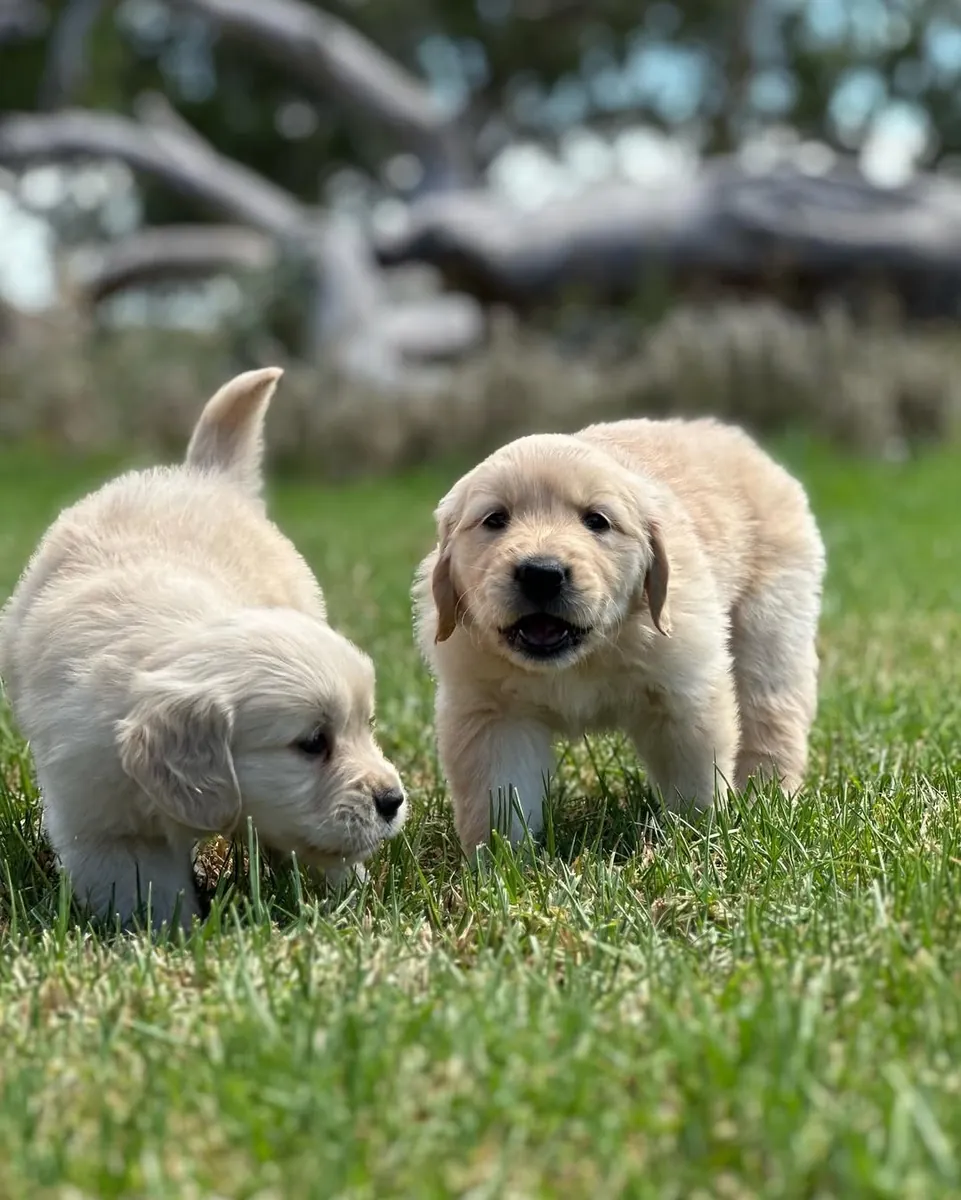 Deux chiots Golden retriever