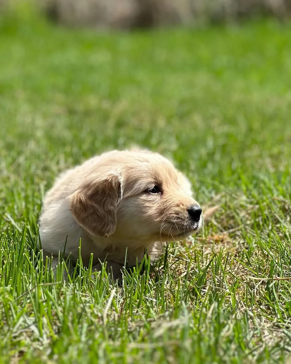 Deux chiots Golden retriever
