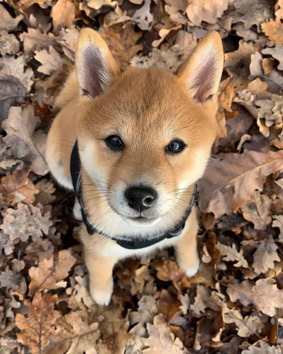 Mâle Shiba Inu élevé dans un environnement familial équilibré