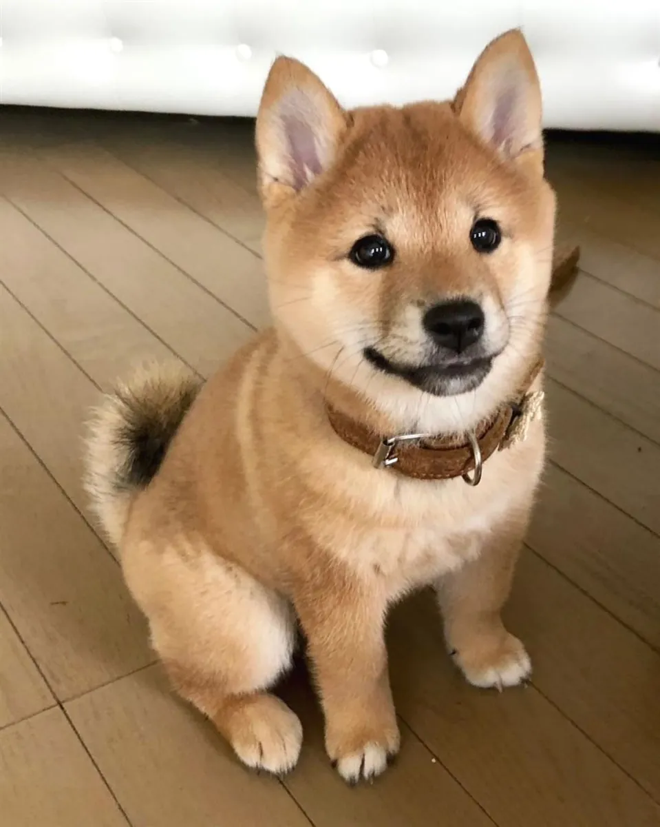 Mâle Shiba Inu élevé dans un environnement familial équilibré