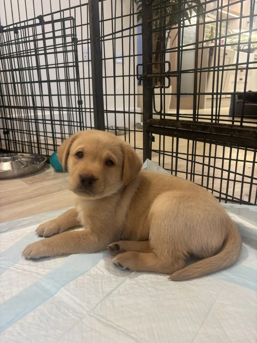 Labrador Retriever femelle sociable élevée dans une famille active