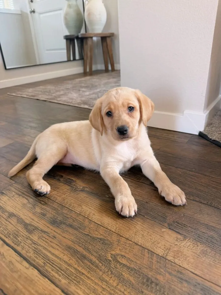 Labrador Retriever femelle sociable élevée dans une famille active