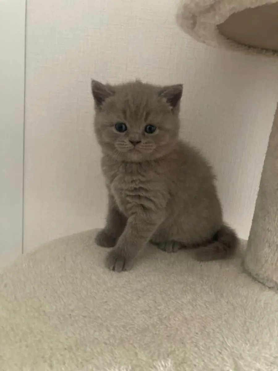 英国短毛猫，雄性，性格温顺，适应室内生活