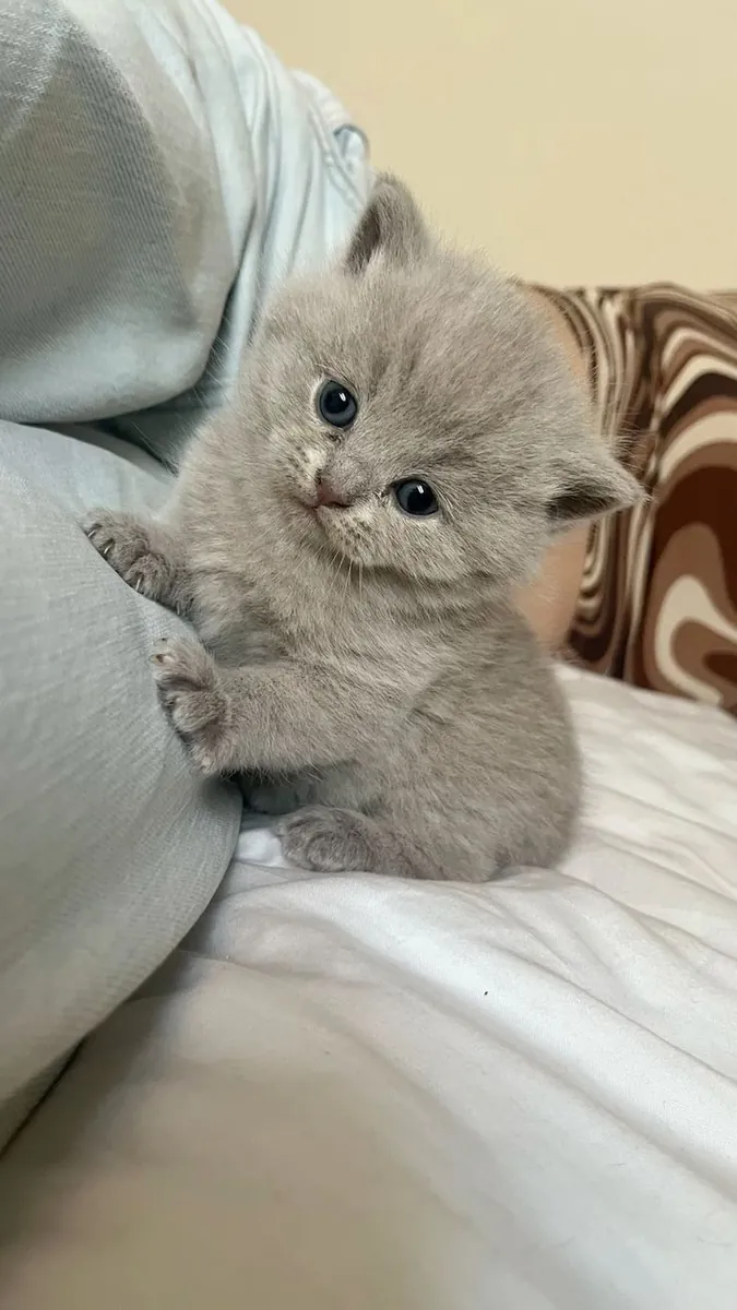 英国短毛猫，雄性，性格温顺，适应室内生活