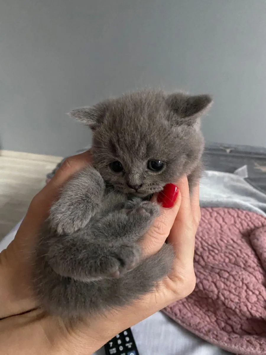 英国短毛猫，雄性，性格温顺，适应室内生活