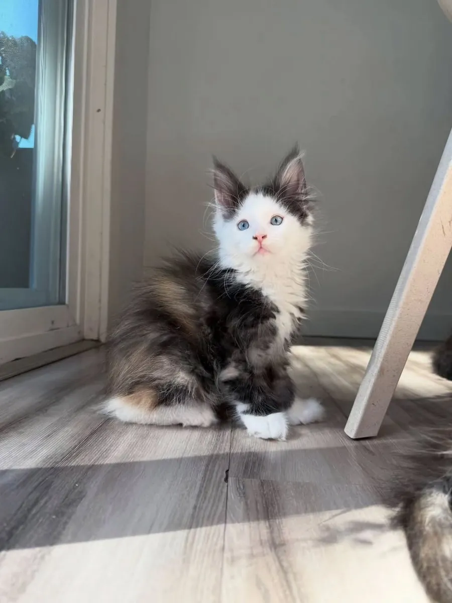 缅因猫母猫，在家庭环境中长大，社交能力强。