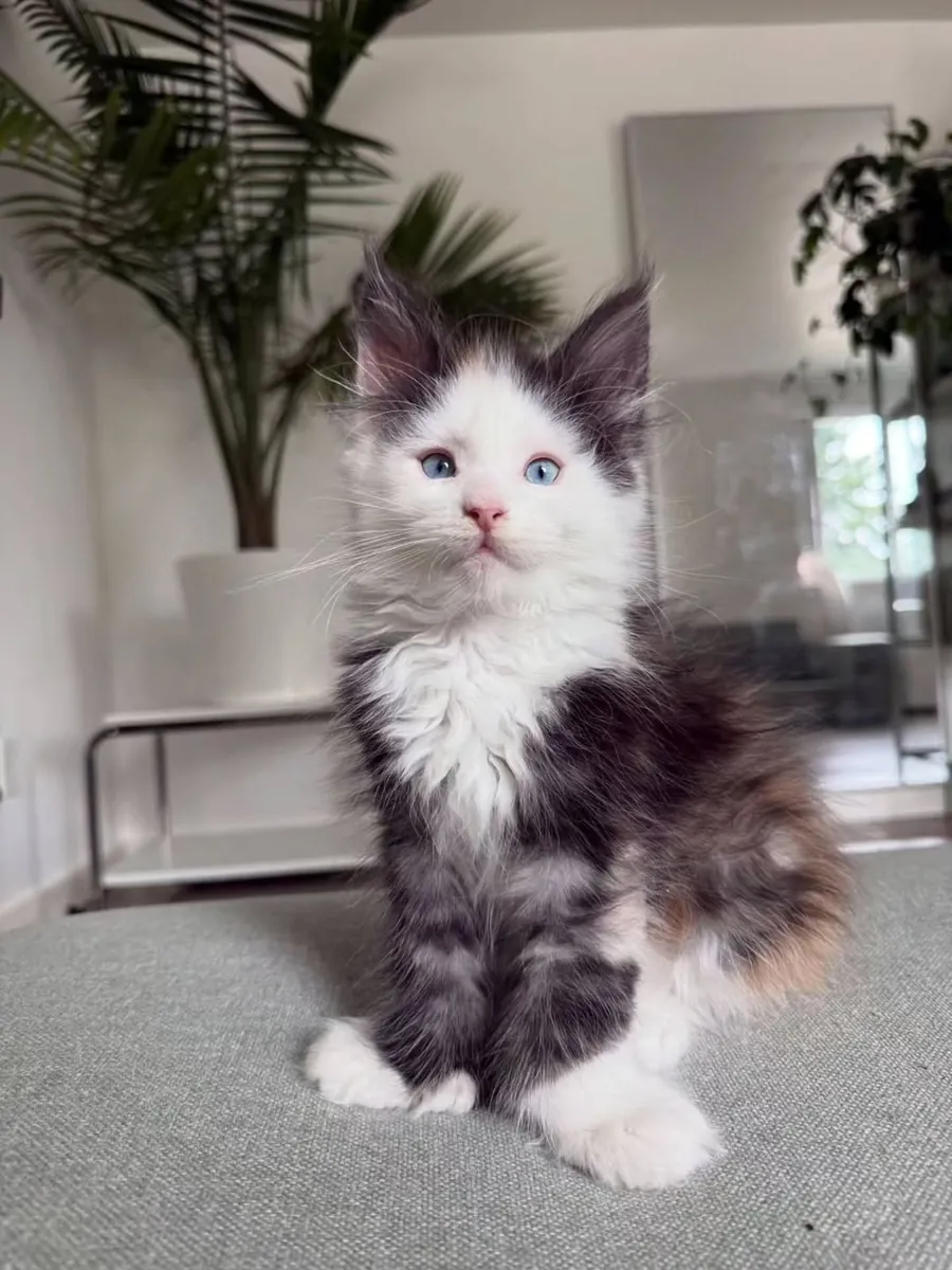 缅因猫母猫，在家庭环境中长大，社交能力强。