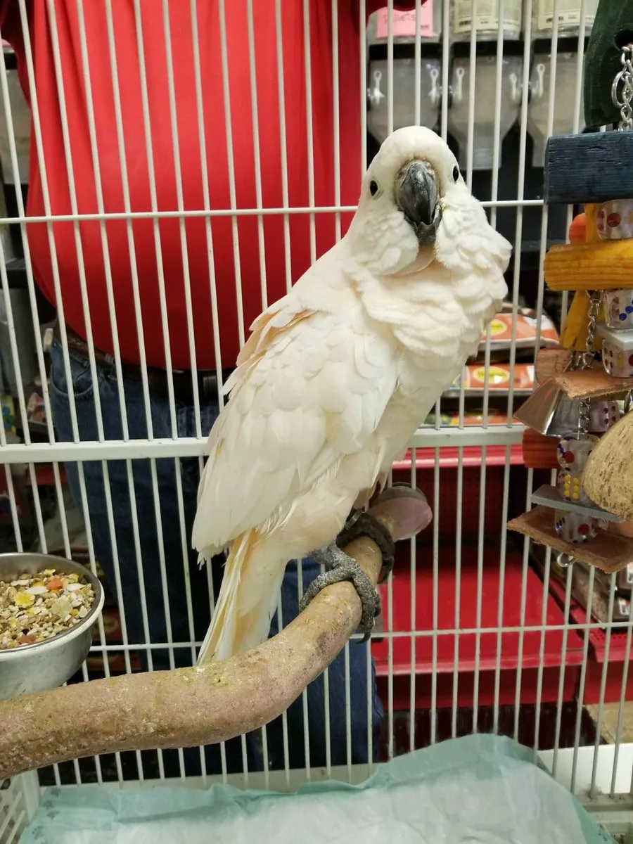 这只在家庭环境中长大的凤头鹦鹉正在寻找新的爱护家庭。