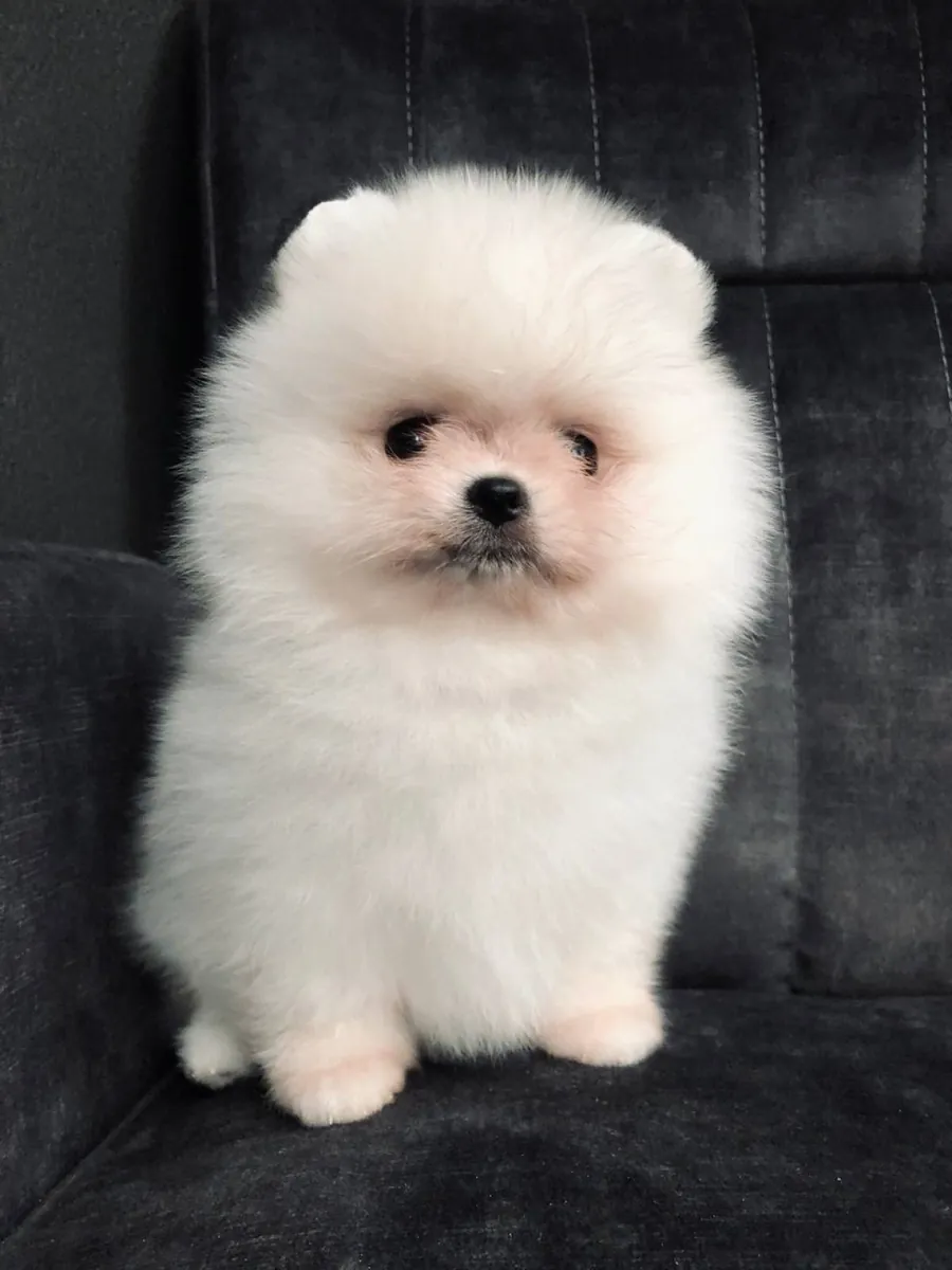 Наш двухлетний померанский шпиц — подходящая породистая собака.