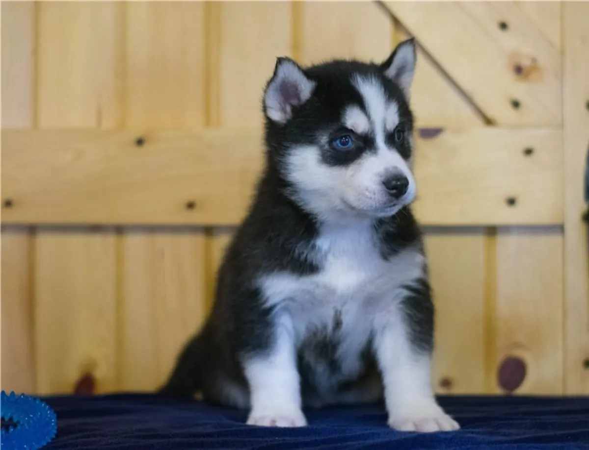 Cachorros de husky siberiano