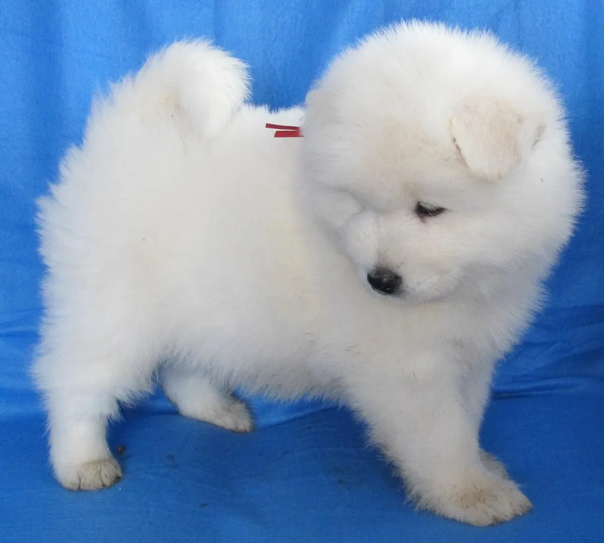 出售萨摩耶幼犬，公母都有。