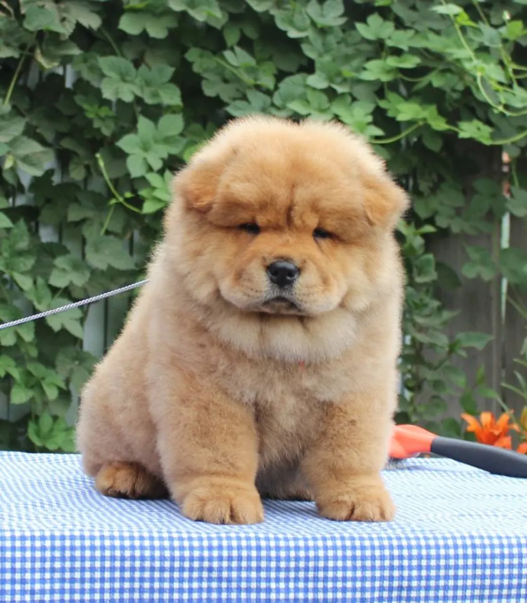 AKC Chow Chow Puppies