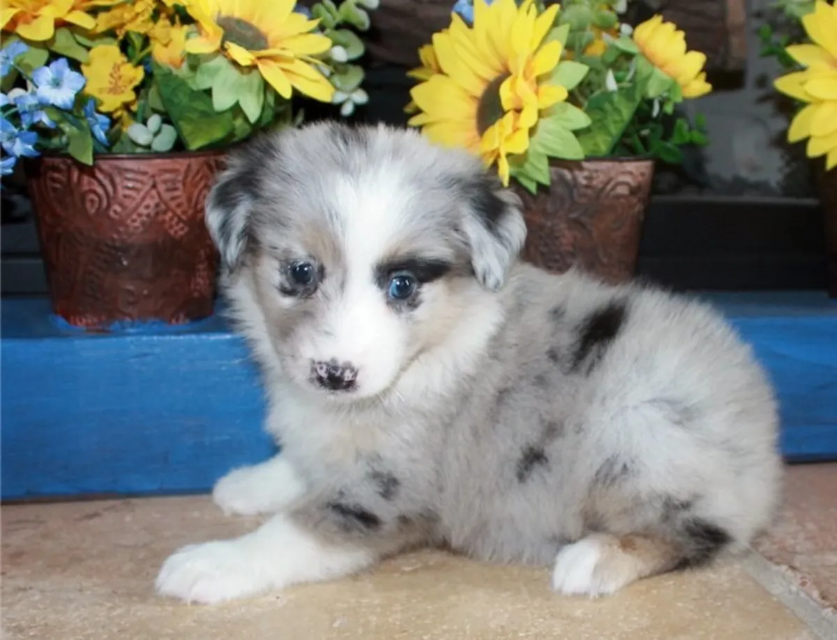 En Sağlıklı Avustralya Çoban Köpeği Yavruları.