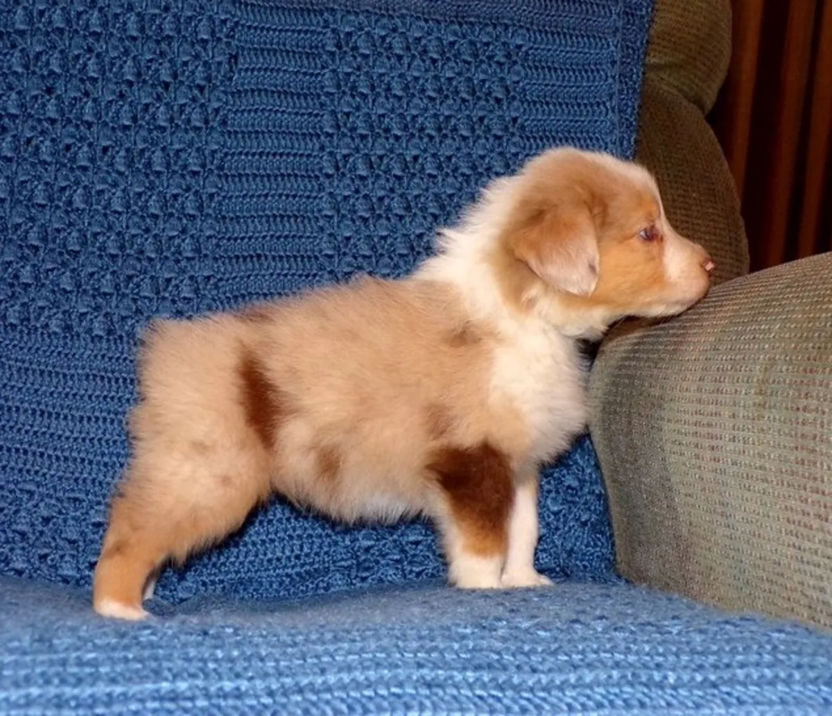 En Sağlıklı Avustralya Çoban Köpeği Yavruları.