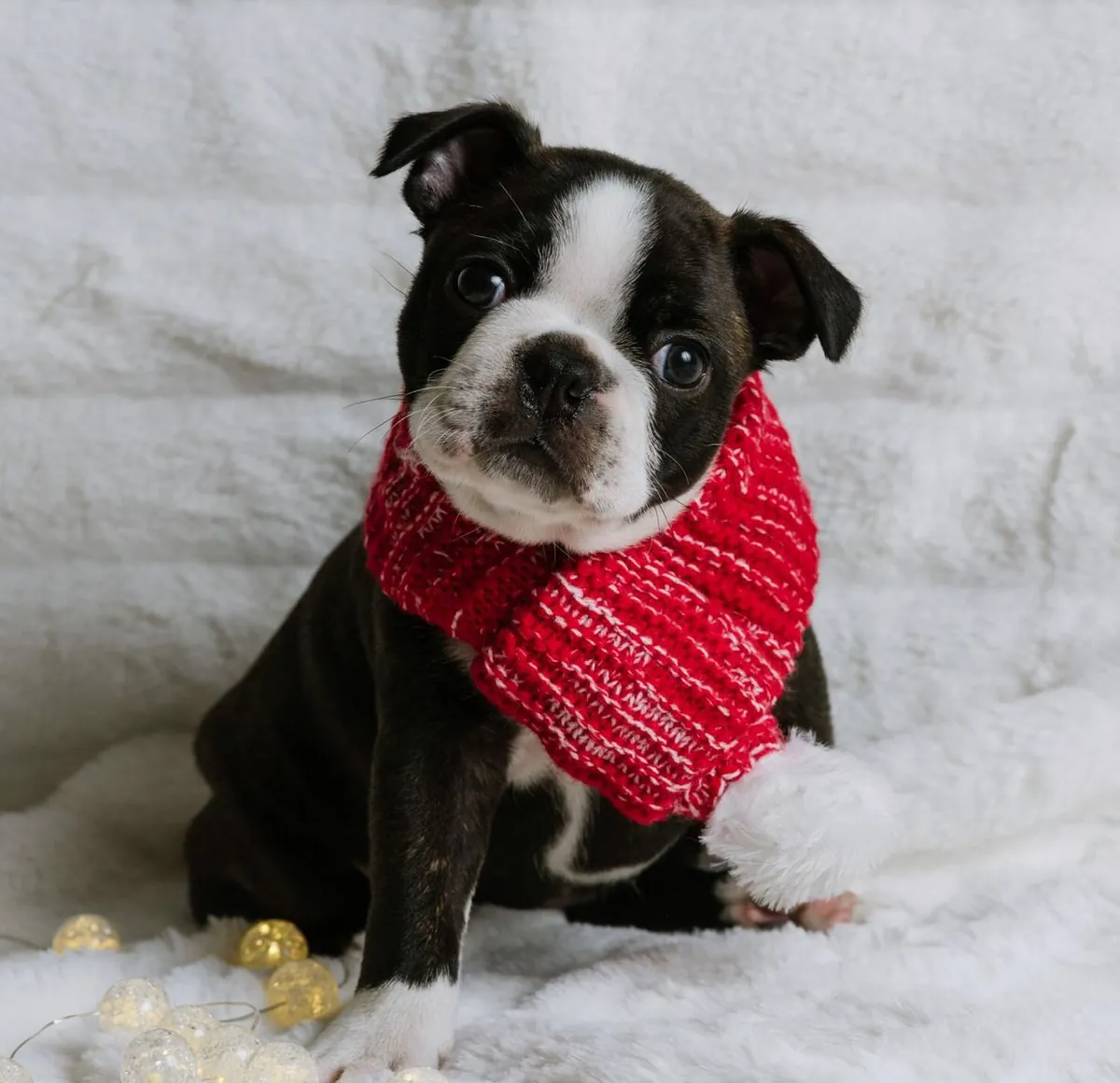 En Sağlıklı Boston Terrier Yavruları