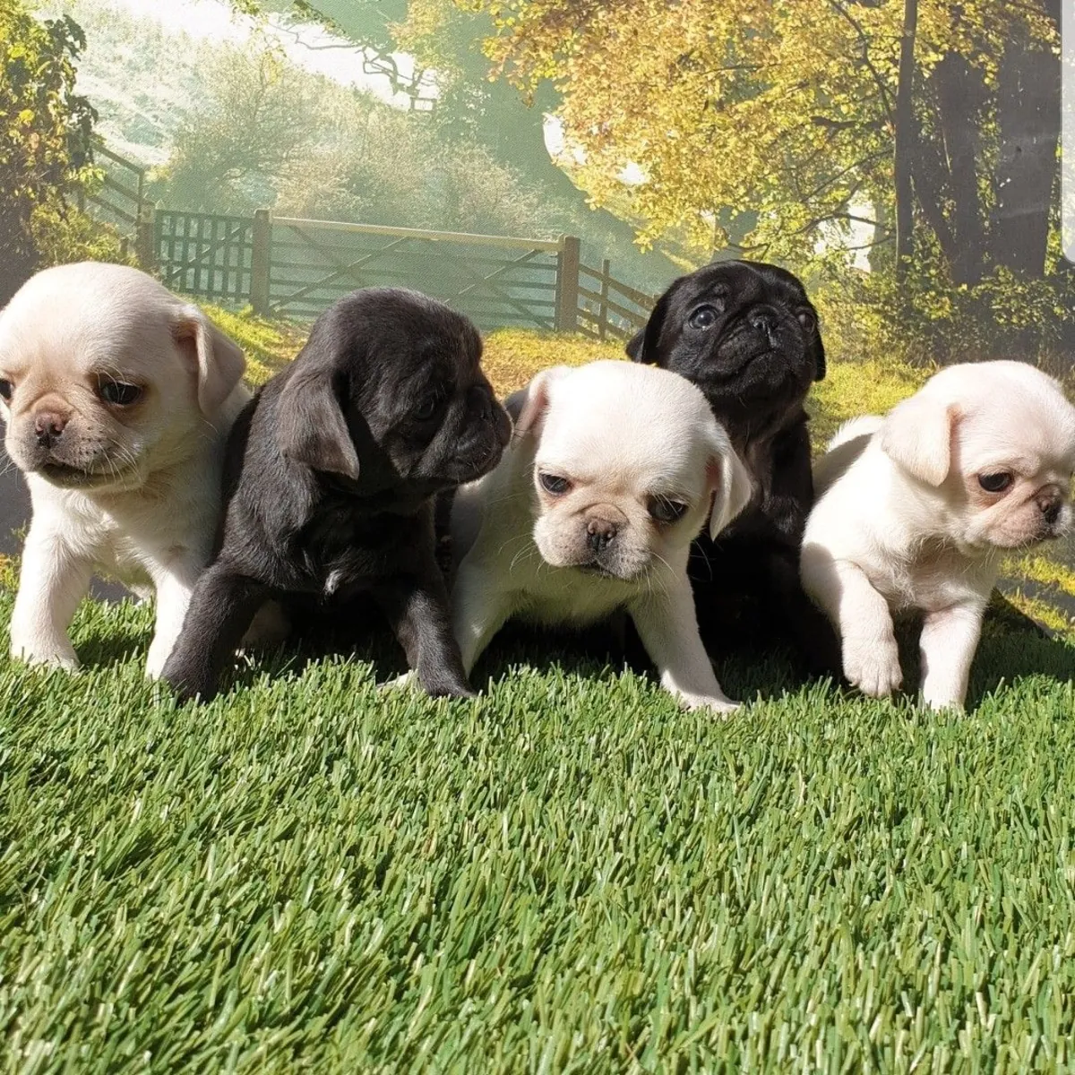 Preciosos cachorros de carlino en venta