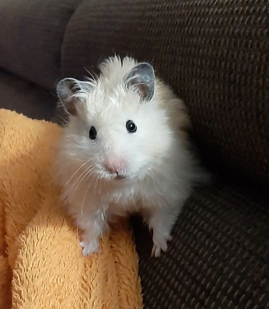 A Romanian hamster is looking for a responsible and permanent home.