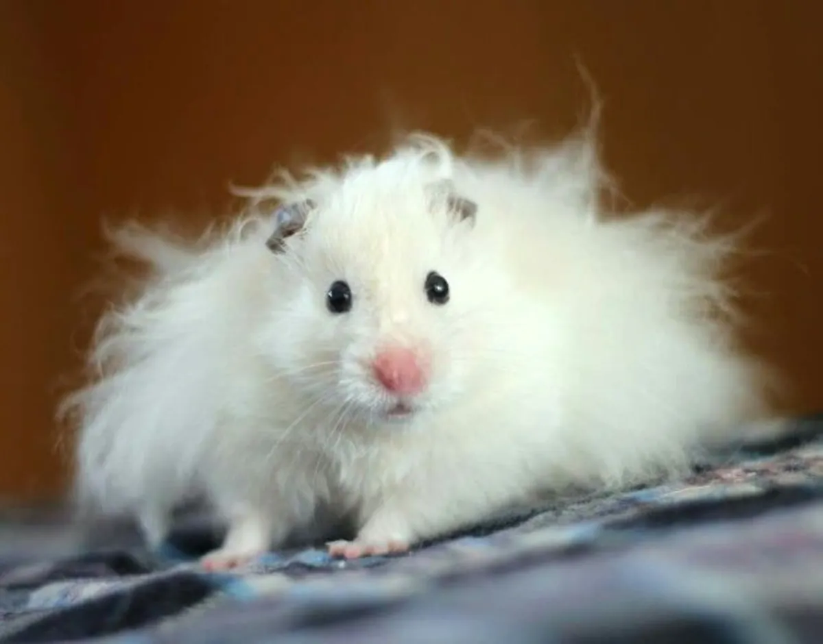 A Romanian hamster is looking for a responsible and permanent home.