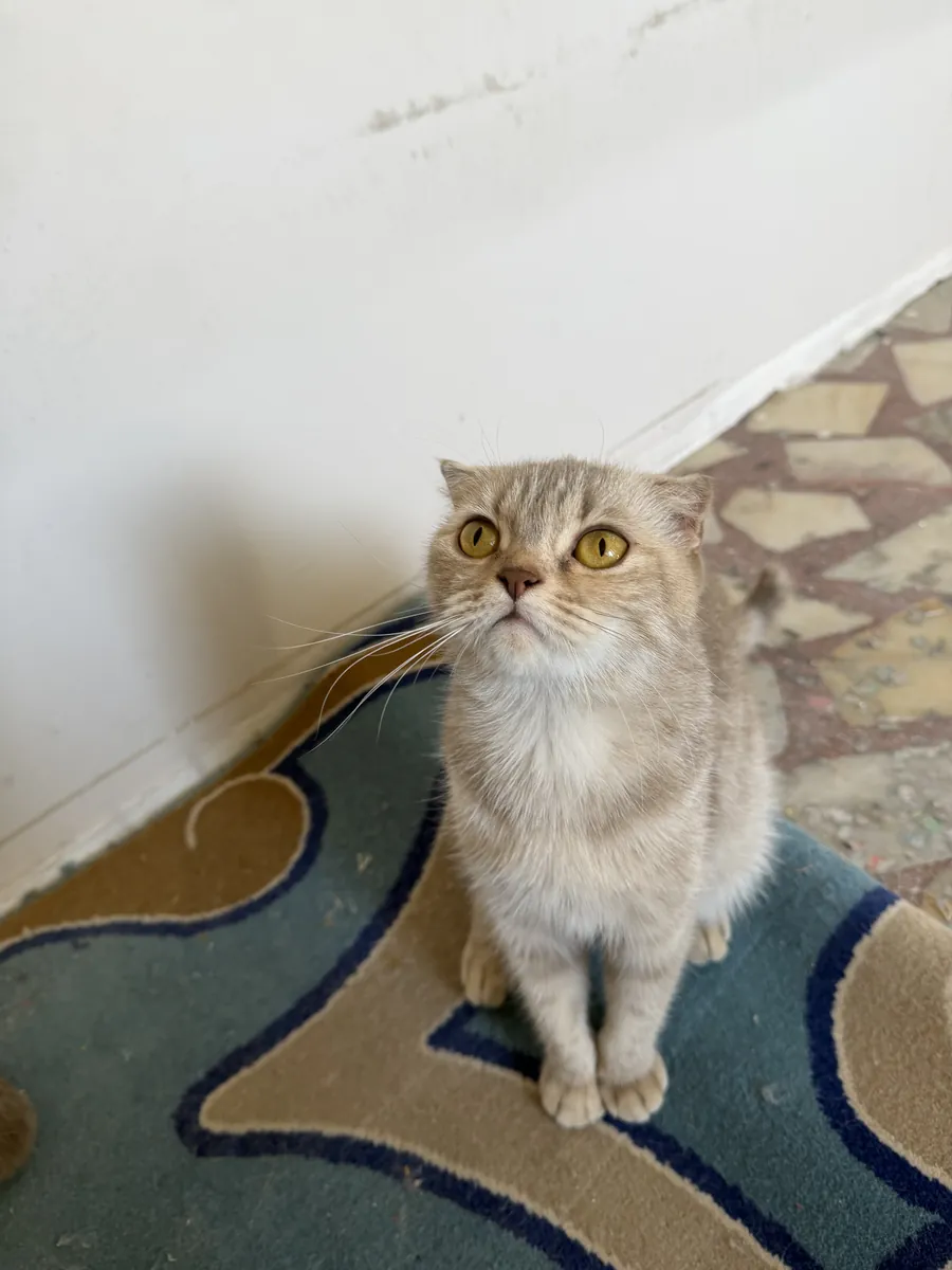 苏格兰折耳猫