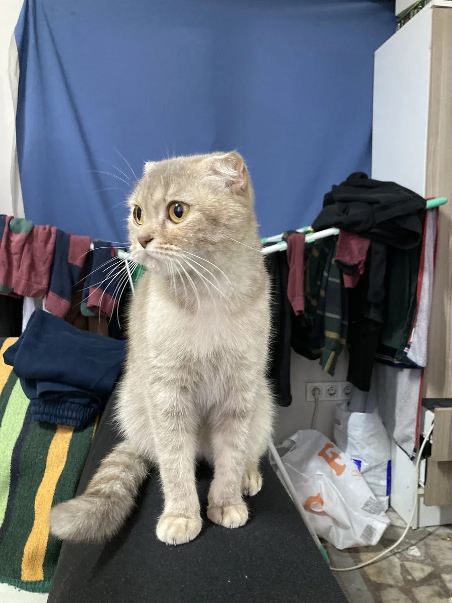 苏格兰折耳猫