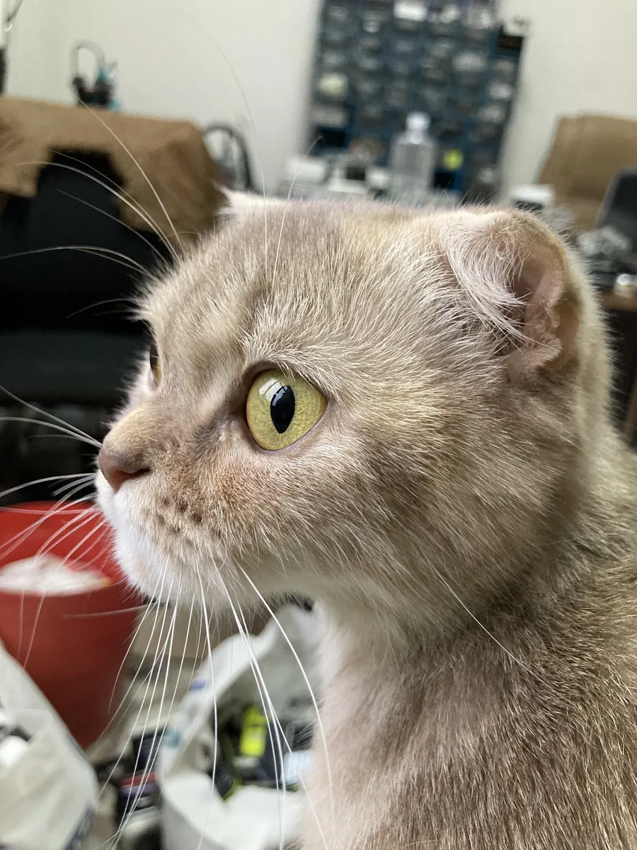 苏格兰折耳猫
