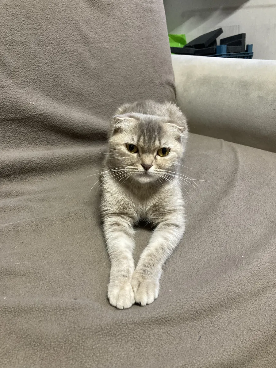 苏格兰折耳猫