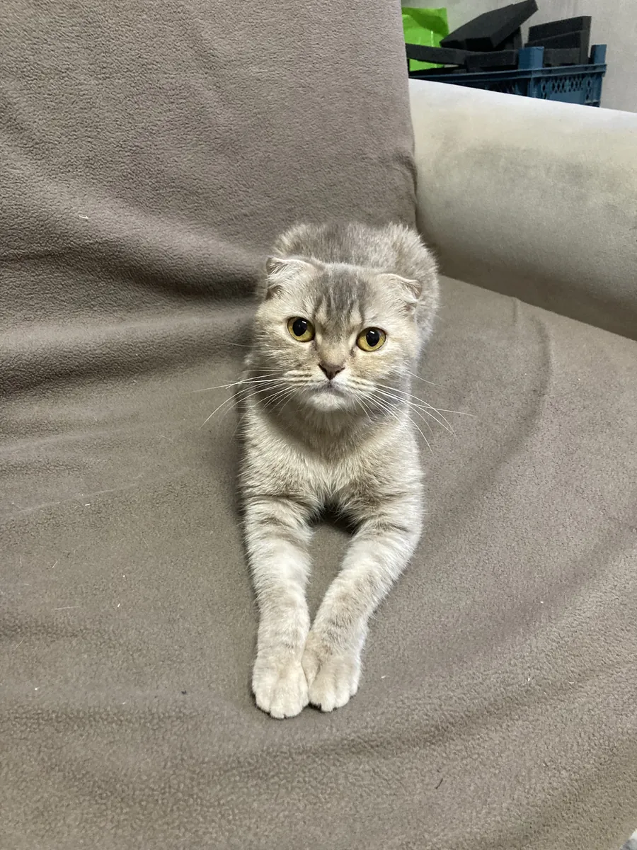 苏格兰折耳猫