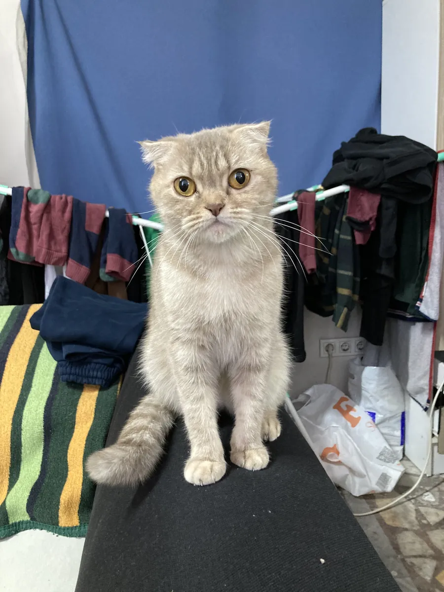 Chatte Scottish Fold