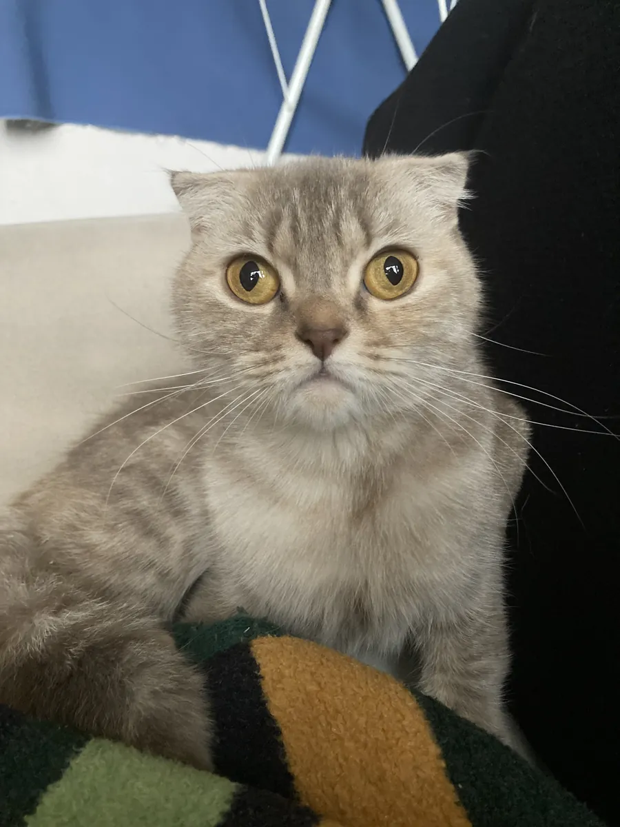 Chatte Scottish Fold