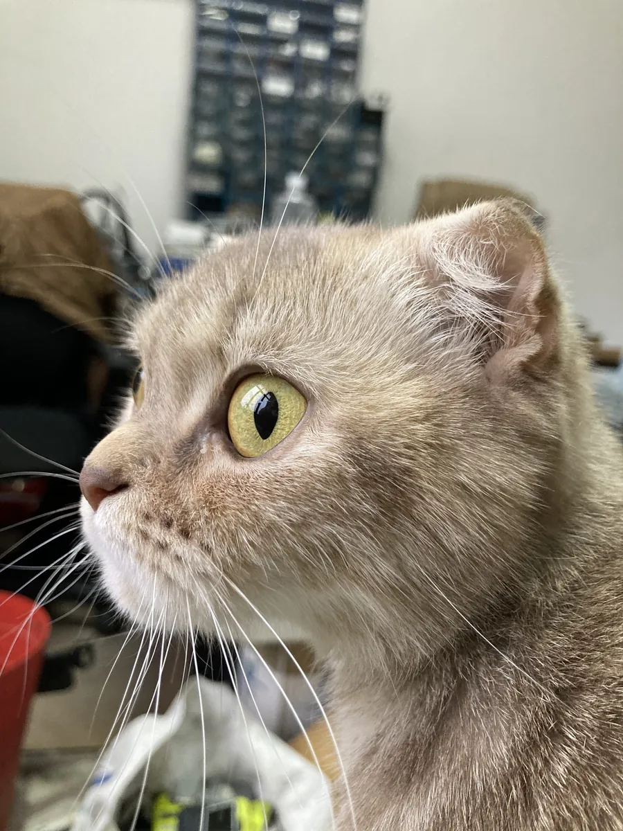 Chatte Scottish Fold