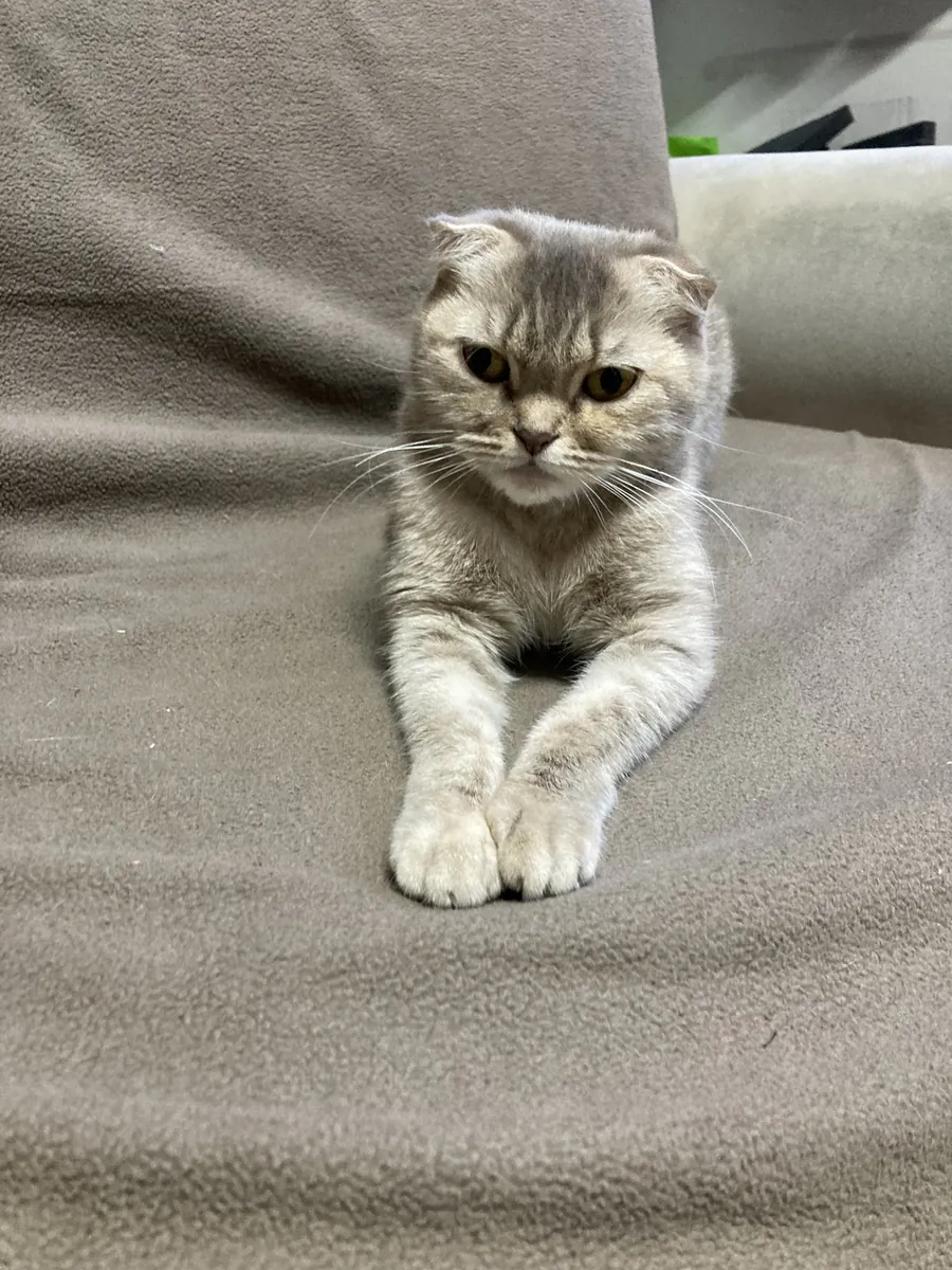 Chatte Scottish Fold