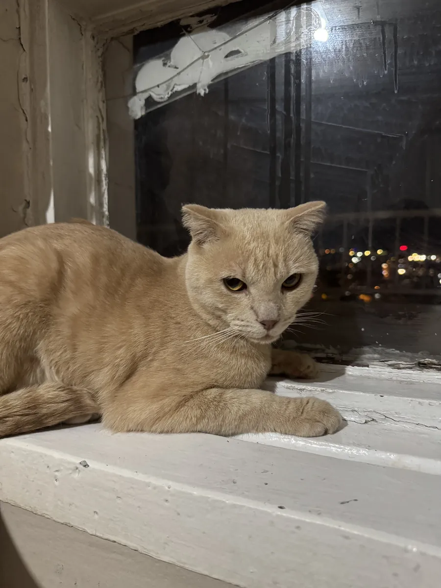Un croisement de Scottish Fold habitué aux humains.