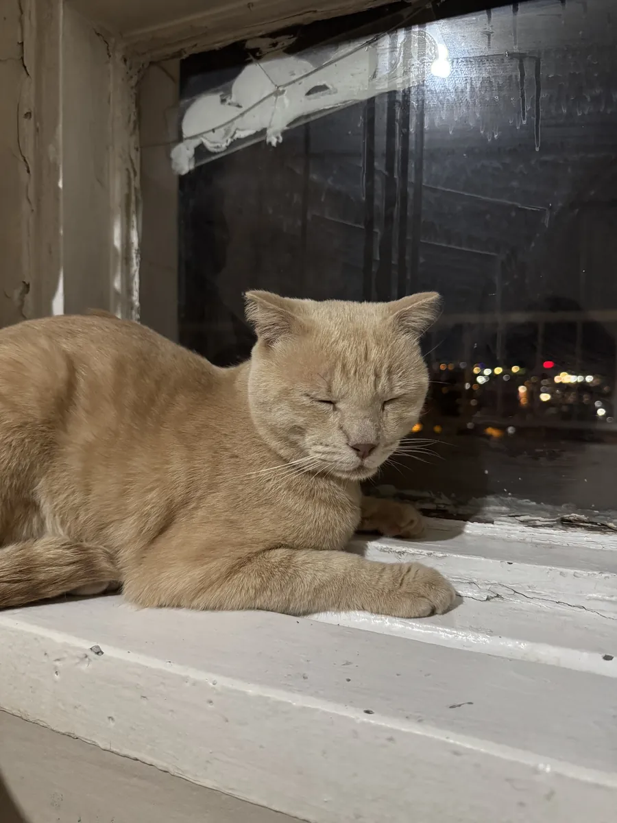 Un croisement de Scottish Fold habitué aux humains.