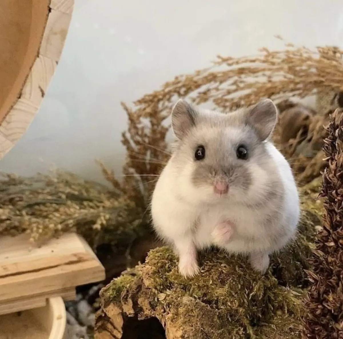 土耳其仓鼠可提供配种